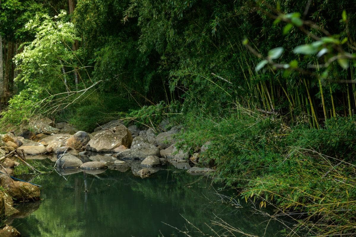 The Creek House nestled in Gondwana Rainforest in the Byron Hinterland